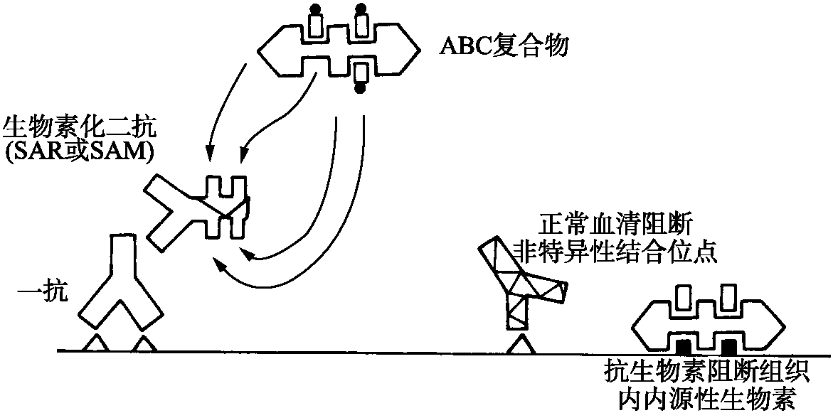 第二節(jié) 親和免疫組化技術(shù)